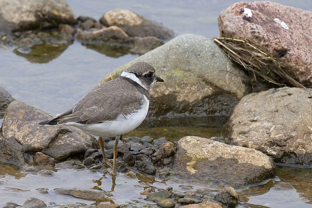 Common Ringed Ploverjuvenile