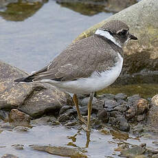 Common Ringed Plover