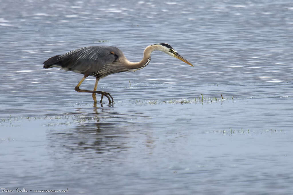 Great Blue Heronadult, identification, fishing/hunting