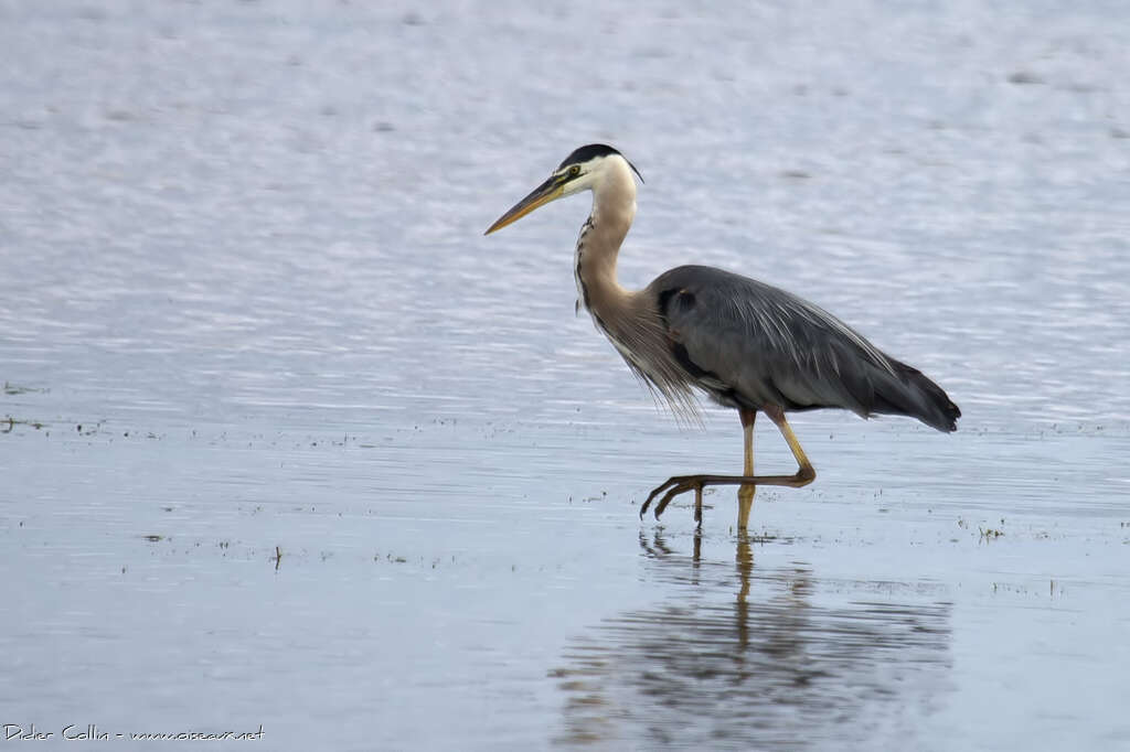 Great Blue Heronadult breeding, identification