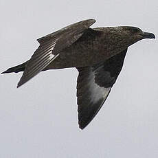 Great Skua