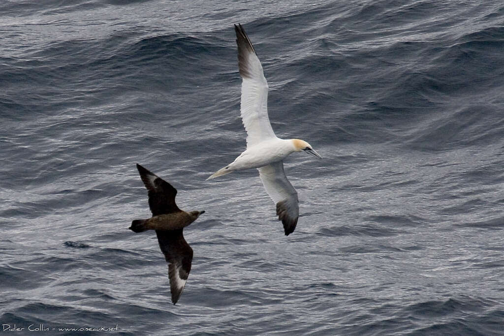 Great Skua, fishing/hunting, Behaviour