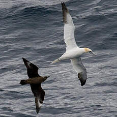 Great Skua