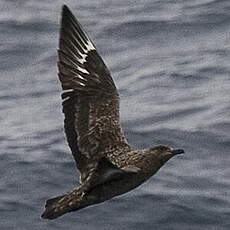 Great Skua