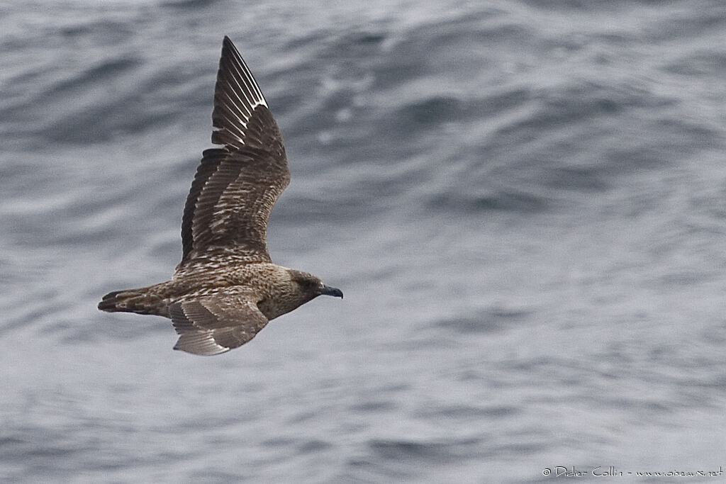 Great Skua, identification