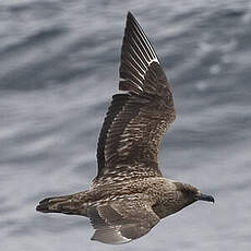 Great Skua