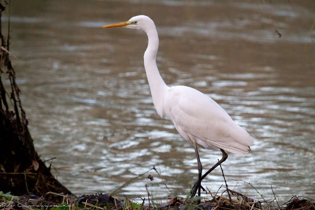 Great Egretadult post breeding, identification