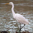 Grande Aigrette