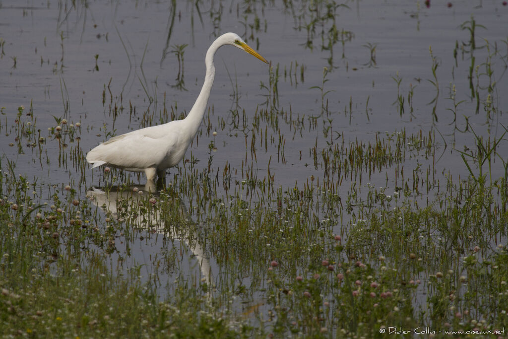 Great Egretadult