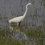 Grande Aigrette