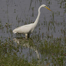 Great Egret