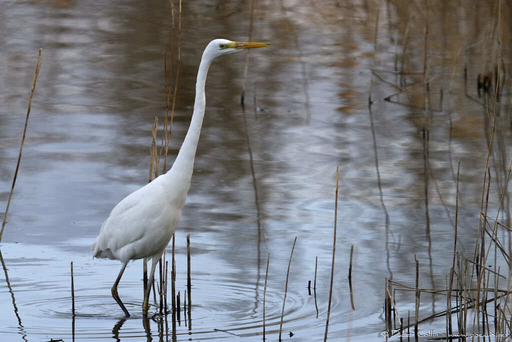 Great Egretadult