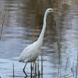 Grande Aigrette