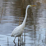 Grande Aigrette