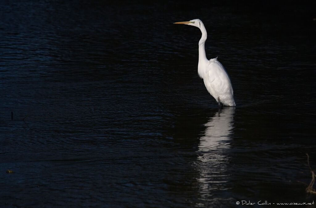 Grande Aigrette, pêche/chasse