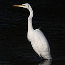Grande Aigrette