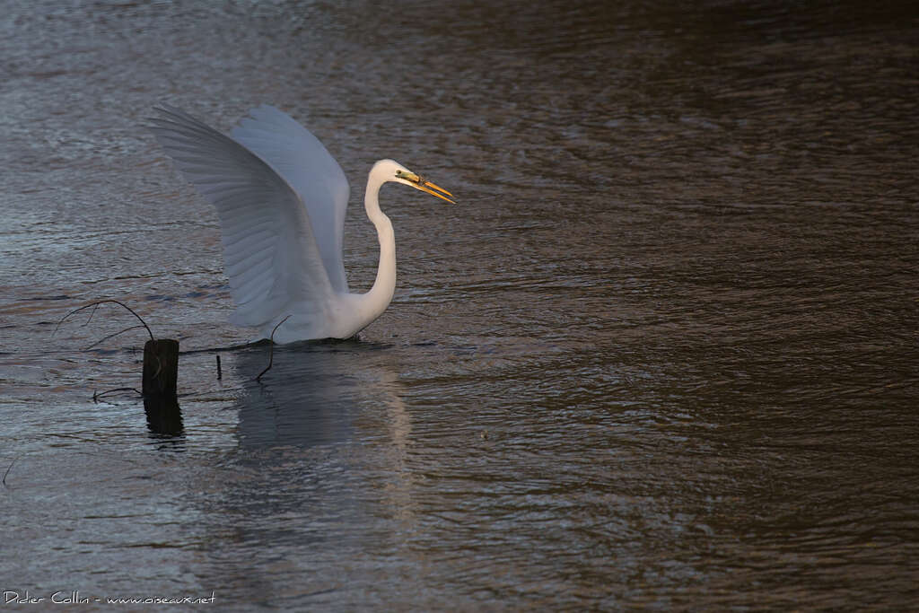 Grande Aigrette, régime, pêche/chasse