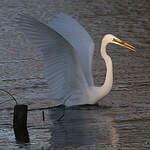 Grande Aigrette