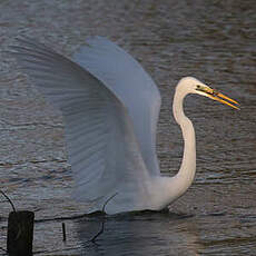 Grande Aigrette