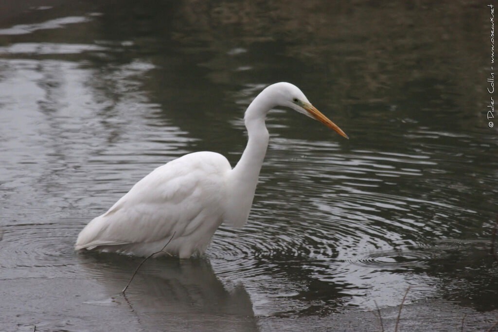 Great Egretadult