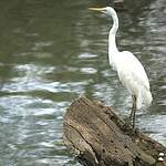 Grande Aigrette