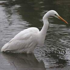 Grande Aigrette