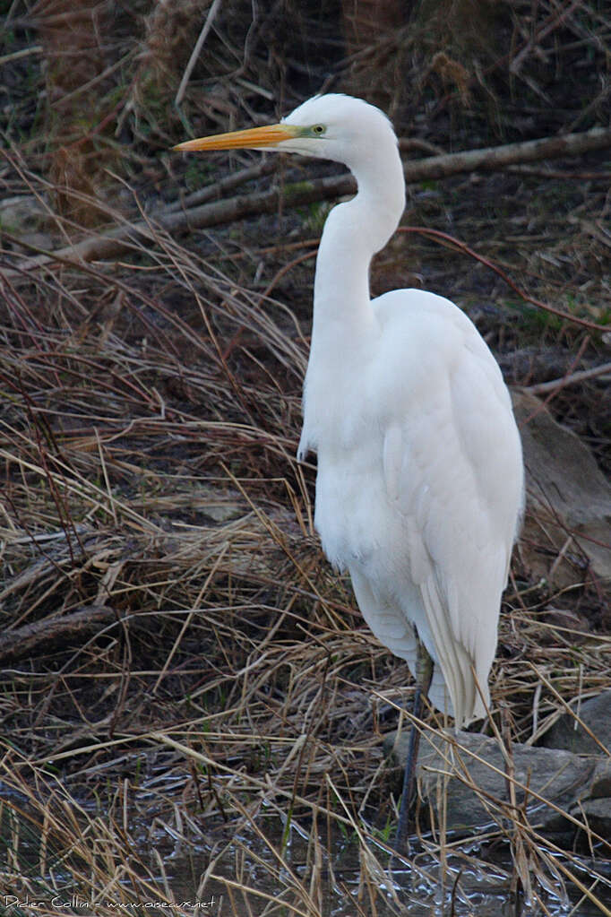 Grande Aigrette, identification