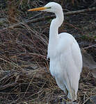 Grande Aigrette