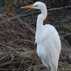 Great Egret