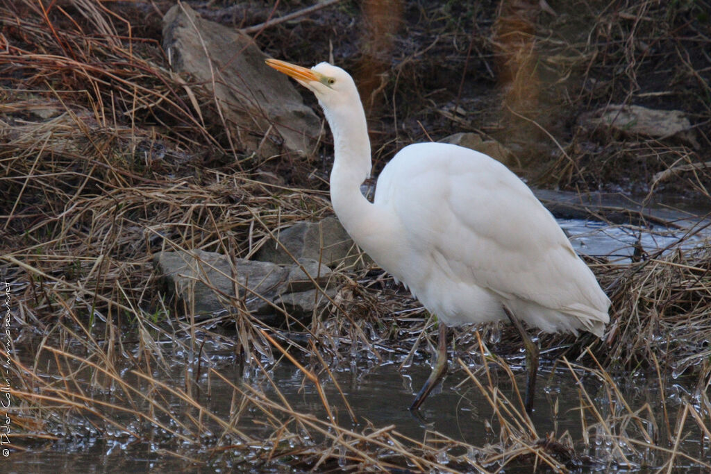 Grande Aigrette