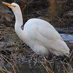 Grande Aigrette