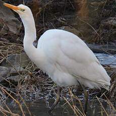 Great Egret