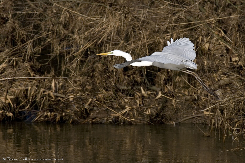 Great Egret