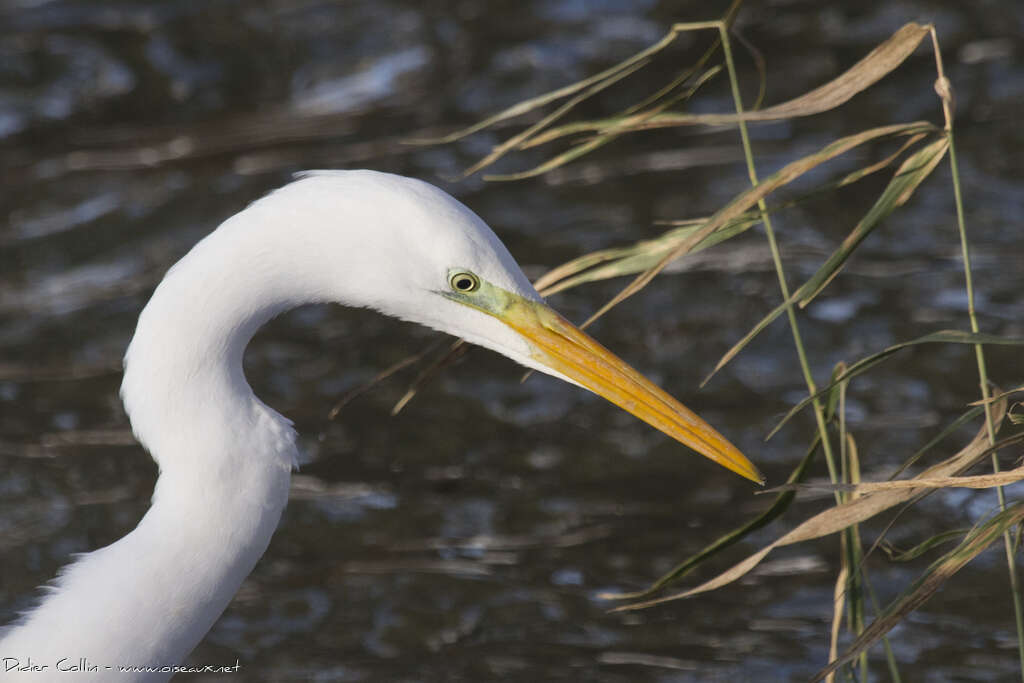 Great Egretadult post breeding, close-up portrait