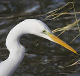 Grande Aigrette