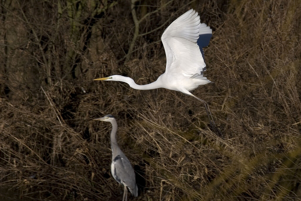 Great Egret, Flight