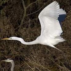 Great Egret