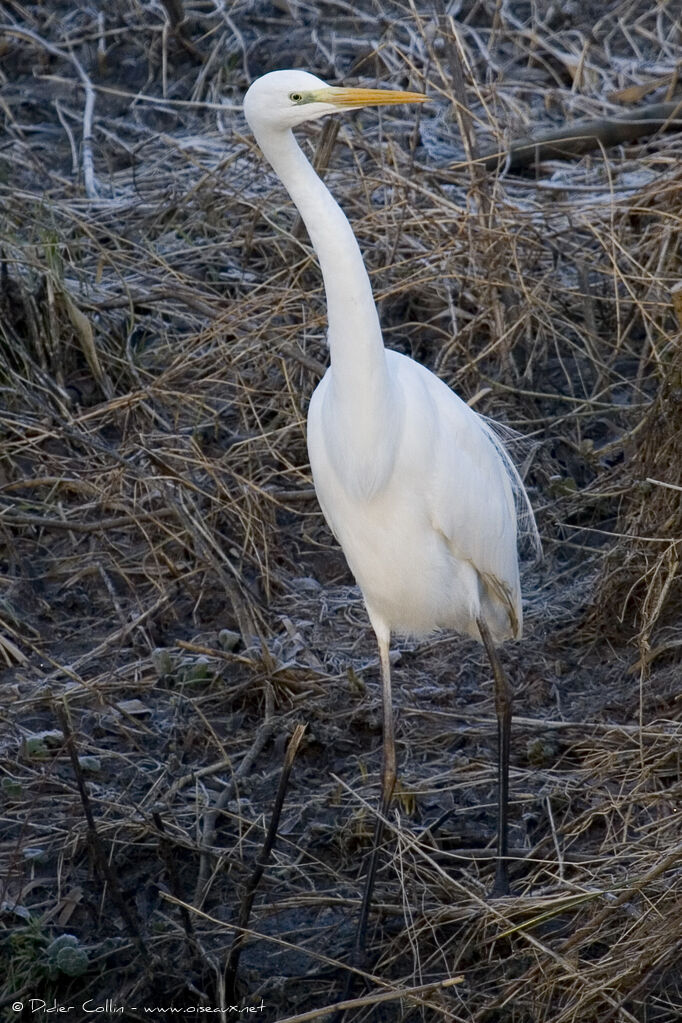 Grande Aigrette