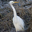 Grande Aigrette