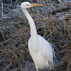 Great Egret