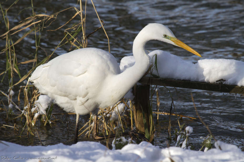 Great Egretadult, identification