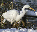 Grande Aigrette