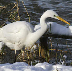 Great Egret