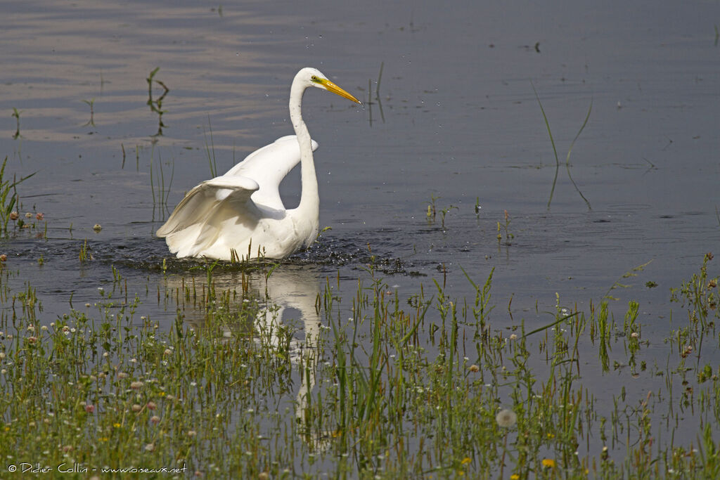 Great Egretadult, Behaviour