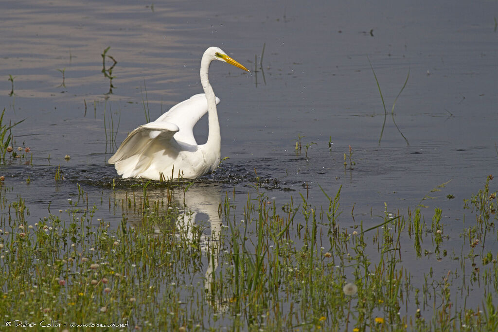 Great Egretadult