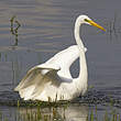 Grande Aigrette