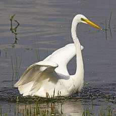 Grande Aigrette