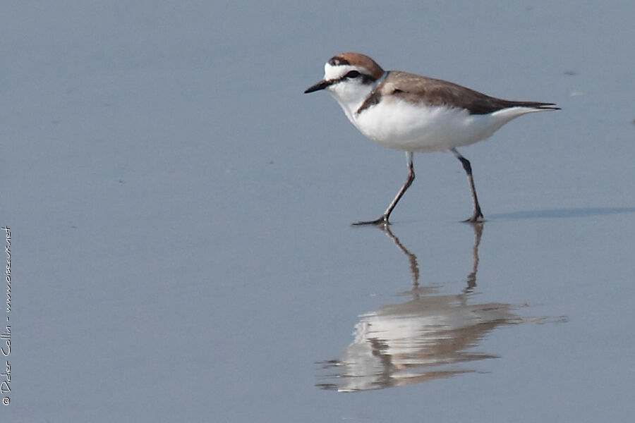 Kentish Plover, identification