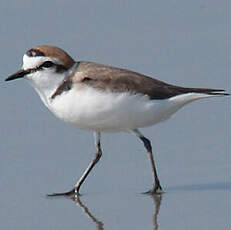 Kentish Plover