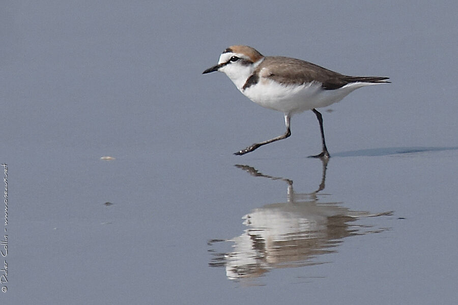 Kentish Plover